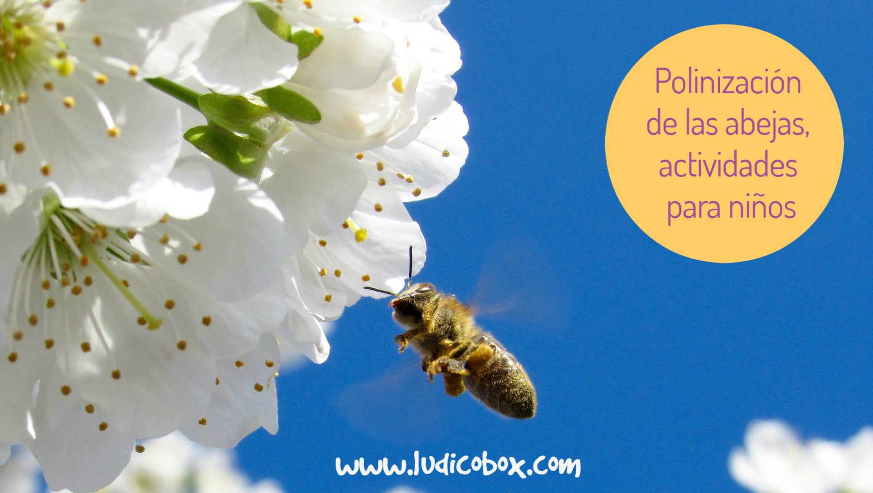 Polinización de las abejas: actividades para niños. - Ludicobox